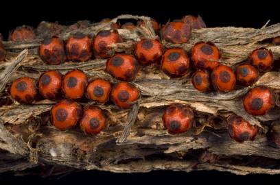 Fotografia da espécie Pilostyles coccoidea