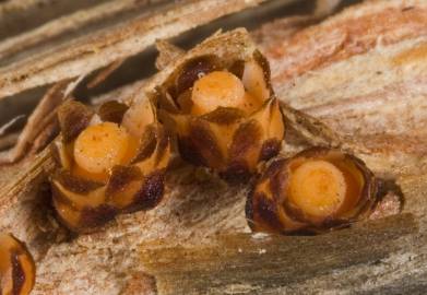 Fotografia da espécie Pilostyles coccoidea