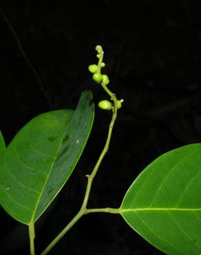 Fotografia 3 da espécie Ruptiliocarpon caracolito no Jardim Botânico UTAD