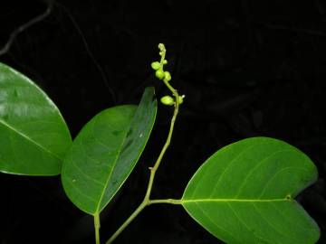 Fotografia da espécie Ruptiliocarpon caracolito