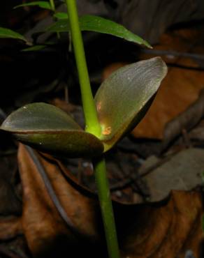 Fotografia 4 da espécie Ruptiliocarpon caracolito no Jardim Botânico UTAD