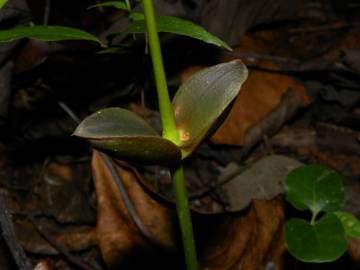 Fotografia da espécie Ruptiliocarpon caracolito