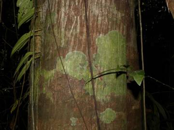 Fotografia da espécie Ruptiliocarpon caracolito