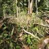 Fotografia 6 da espécie Ruptiliocarpon caracolito do Jardim Botânico UTAD