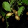 Fotografia 8 da espécie Ruptiliocarpon caracolito do Jardim Botânico UTAD