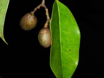 Fotografia da espécie Ruptiliocarpon caracolito