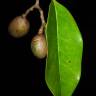 Fotografia 9 da espécie Ruptiliocarpon caracolito do Jardim Botânico UTAD