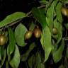 Fotografia 12 da espécie Ruptiliocarpon caracolito do Jardim Botânico UTAD