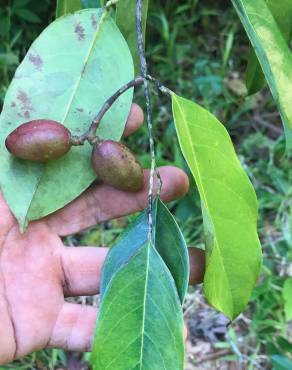 Fotografia 13 da espécie Ruptiliocarpon caracolito no Jardim Botânico UTAD