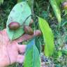 Fotografia 13 da espécie Ruptiliocarpon caracolito do Jardim Botânico UTAD