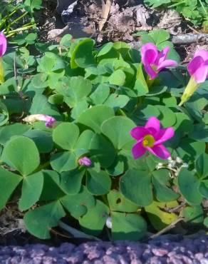 Fotografia 15 da espécie Oxalis purpurea no Jardim Botânico UTAD