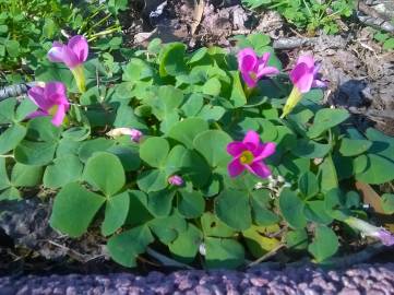 Fotografia da espécie Oxalis purpurea