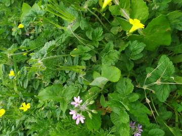 Fotografia da espécie Erodium moschatum