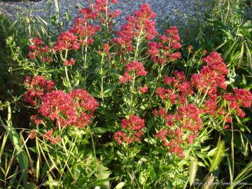 Fotografia da espécie Centranthus ruber