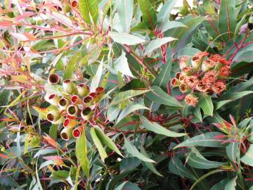 Fotografia da espécie Corymbia ficifolia