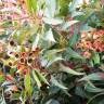 Fotografia 41 da espécie Corymbia ficifolia do Jardim Botânico UTAD