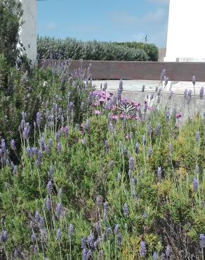 Fotografia 18 da espécie Lavandula dentata no Jardim Botânico UTAD