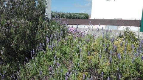 Fotografia da espécie Lavandula dentata