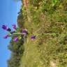 Fotografia 14 da espécie Echium plantagineum do Jardim Botânico UTAD