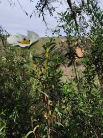 Fotografia da espécie Cistus ladanifer subesp. ladanifer