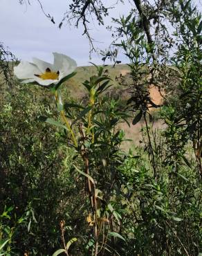 Fotografia 8 da espécie Cistus ladanifer subesp. ladanifer no Jardim Botânico UTAD