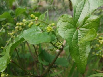 Fotografia da espécie Dioscorea communis