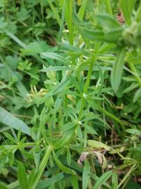 Fotografia da espécie Galium aparine subesp. aparine