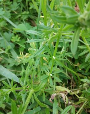 Fotografia 15 da espécie Galium aparine subesp. aparine no Jardim Botânico UTAD