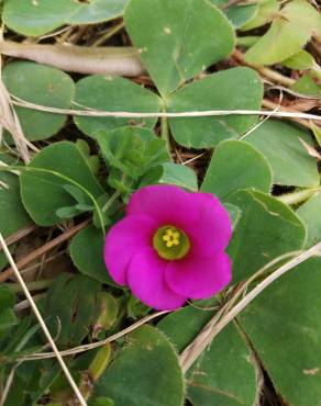 Fotografia 16 da espécie Oxalis purpurea no Jardim Botânico UTAD