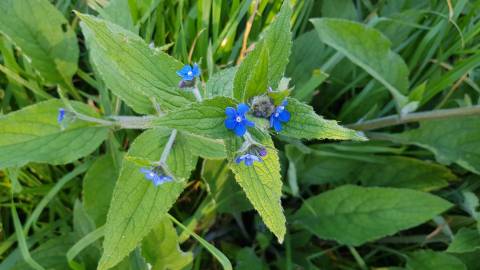 Fotografia da espécie Pentaglottis sempervirens