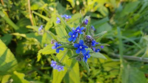 Fotografia da espécie Pentaglottis sempervirens