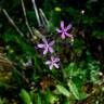 Fotografia 8 da espécie Silene fuscata do Jardim Botânico UTAD