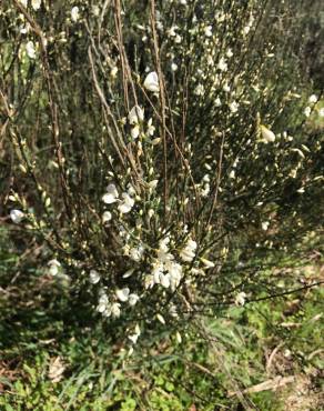 Fotografia 8 da espécie Cytisus multiflorus no Jardim Botânico UTAD