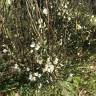 Fotografia 8 da espécie Cytisus multiflorus do Jardim Botânico UTAD