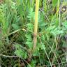 Fotografia 6 da espécie Centranthus calcitrapae subesp. calcitrapae do Jardim Botânico UTAD