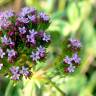 Fotografia 7 da espécie Centranthus calcitrapae subesp. calcitrapae do Jardim Botânico UTAD