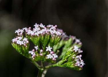 Fotografia da espécie Centranthus calcitrapae subesp. calcitrapae