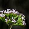 Fotografia 8 da espécie Centranthus calcitrapae subesp. calcitrapae do Jardim Botânico UTAD