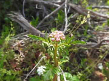 Fotografia da espécie Centranthus calcitrapae subesp. calcitrapae