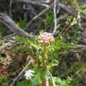 Fotografia 9 da espécie Centranthus calcitrapae subesp. calcitrapae do Jardim Botânico UTAD