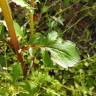 Fotografia 10 da espécie Centranthus calcitrapae subesp. calcitrapae do Jardim Botânico UTAD