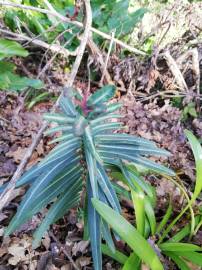 Fotografia da espécie Euphorbia lathyris