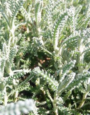 Fotografia 14 da espécie Santolina chamaecyparissus subesp. chamaecyparissus no Jardim Botânico UTAD