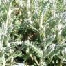 Fotografia 14 da espécie Santolina chamaecyparissus subesp. chamaecyparissus do Jardim Botânico UTAD