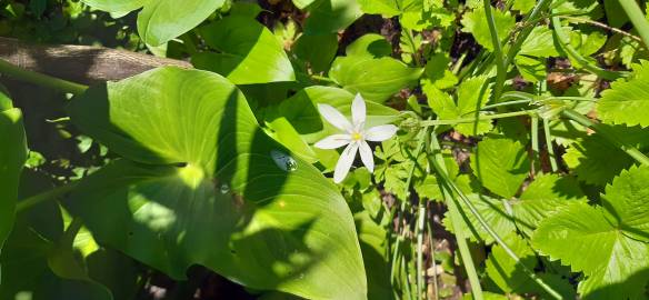 Fotografia da espécie Ornithogalum broteri