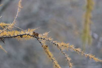 Fotografia da espécie Larix decidua