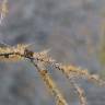Fotografia 11 da espécie Larix decidua do Jardim Botânico UTAD