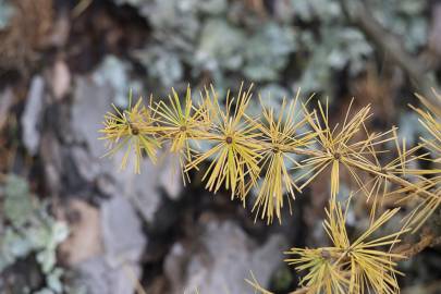 Fotografia da espécie Larix decidua