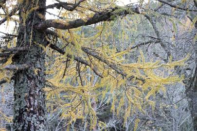 Fotografia da espécie Larix decidua