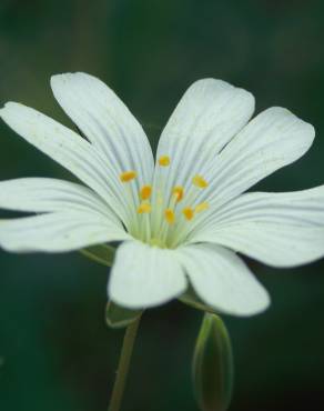 Fotografia 13 da espécie Stellaria holostea no Jardim Botânico UTAD